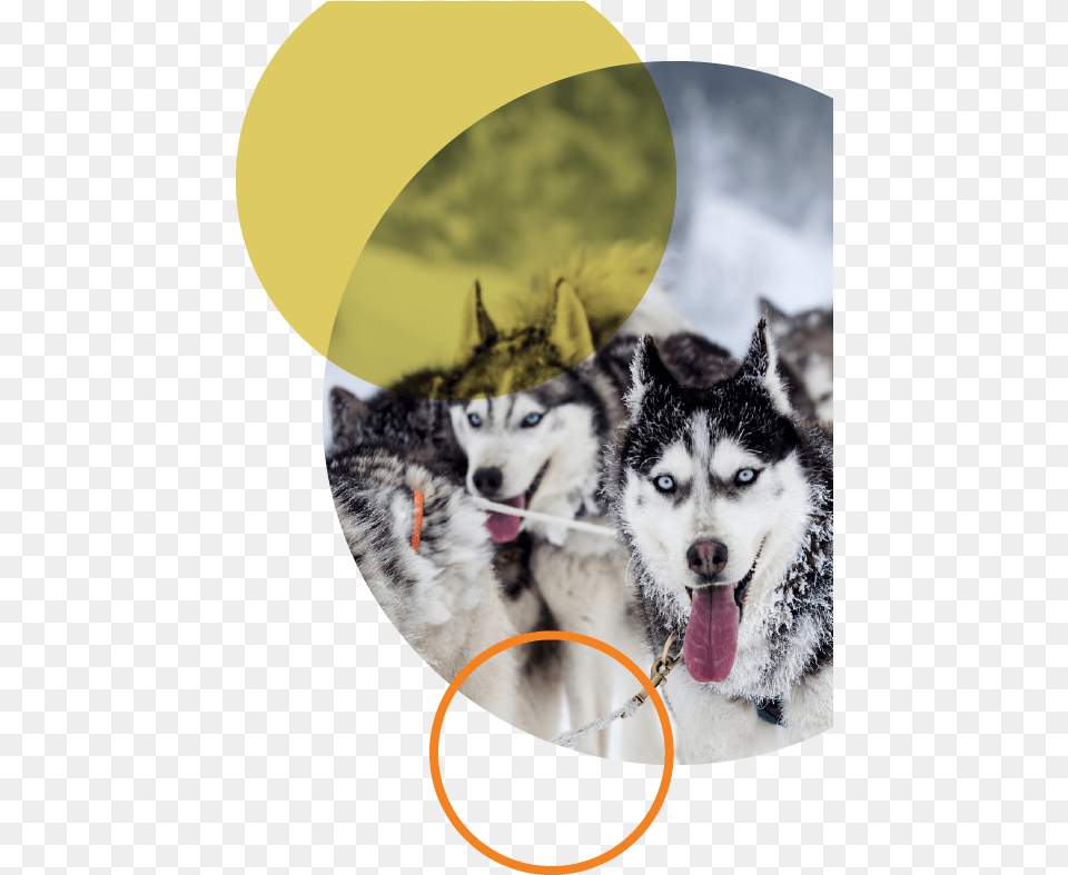 Firecircle U2013pure North Canada Dog Sledding Jackson Hole, Animal, Canine, Husky, Mammal Free Transparent Png