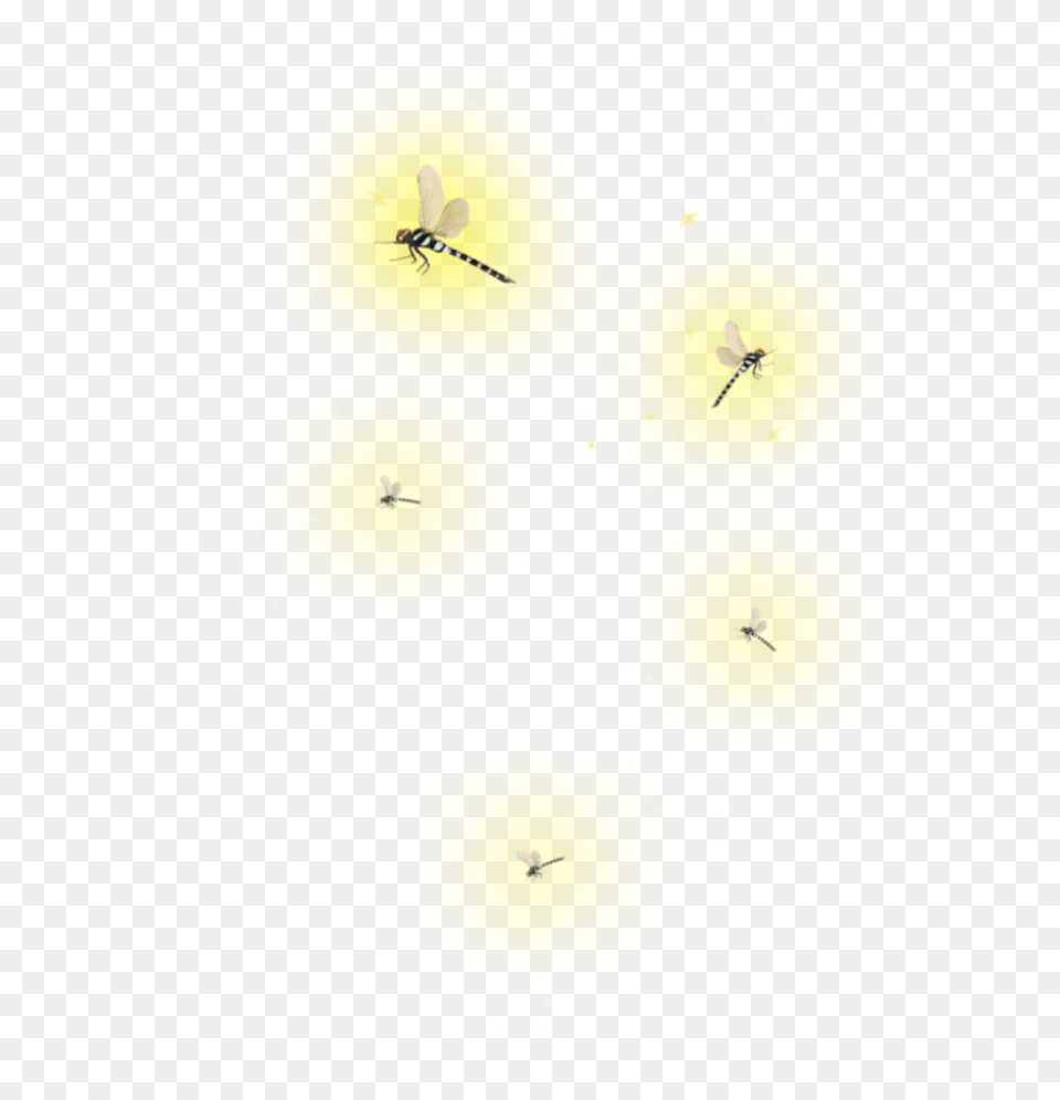 Fireflies Clipart Lightning Bugs, Animal, Light, Invertebrate, Insect Free Png Download