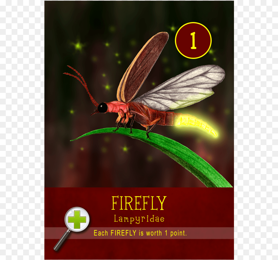 Firefly, Animal, Insect, Invertebrate, Advertisement Free Png Download