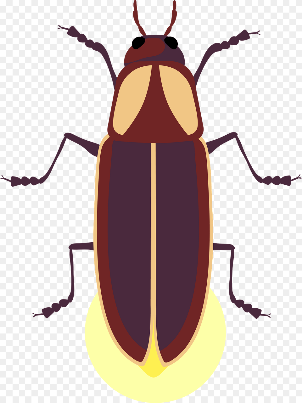 Firefly Clipart, Animal, Insect, Invertebrate, Nature Free Png Download