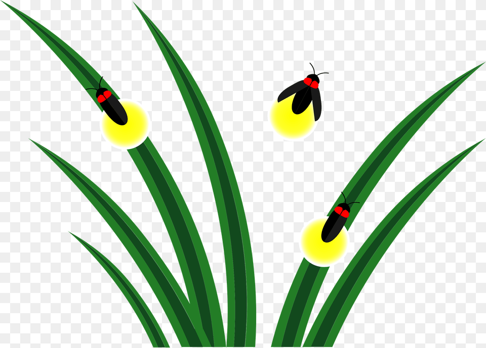 Firefly Grass Clipart, Plant, Art, Graphics, Flower Png