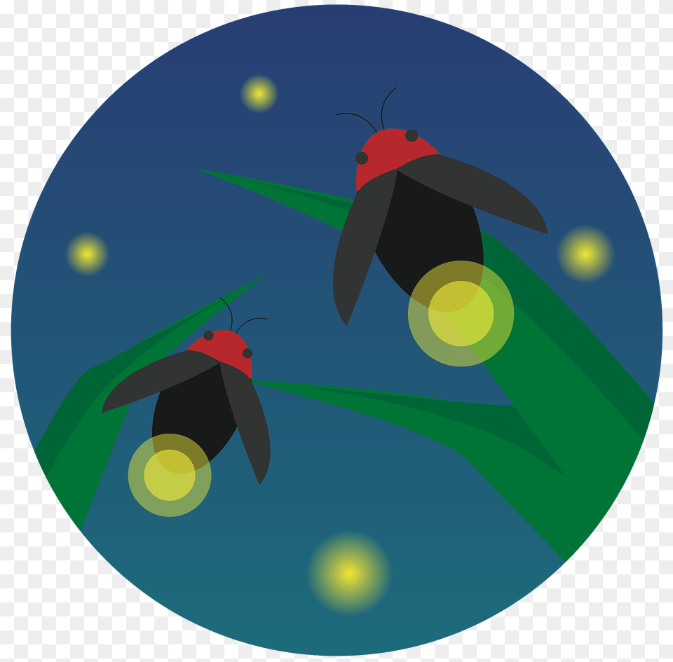 Firefly Insect Clipart, Animal, Invertebrate Free Png