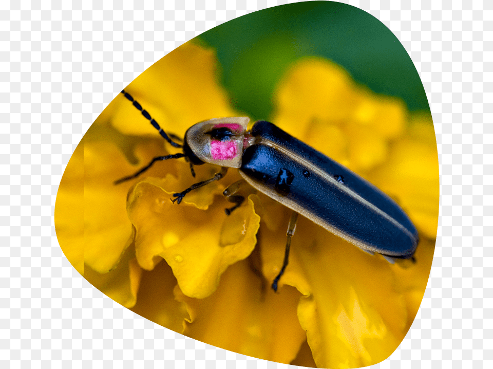 Firefly Insect Fireflies Do Fireflies Look Like Firefly, Animal, Invertebrate Free Png Download