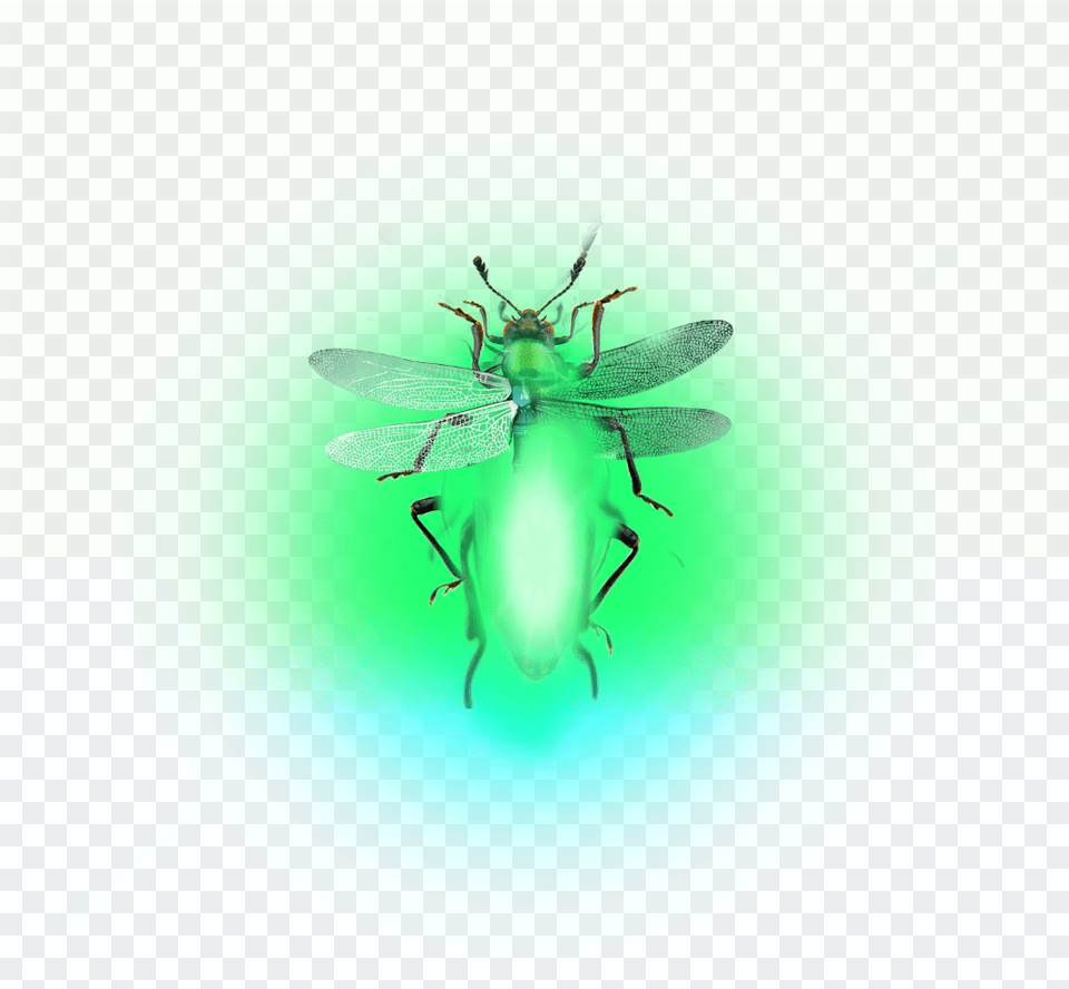 Firefly Lighteningbugs Fireflies House Fly, Green, Animal, Insect, Invertebrate Free Png