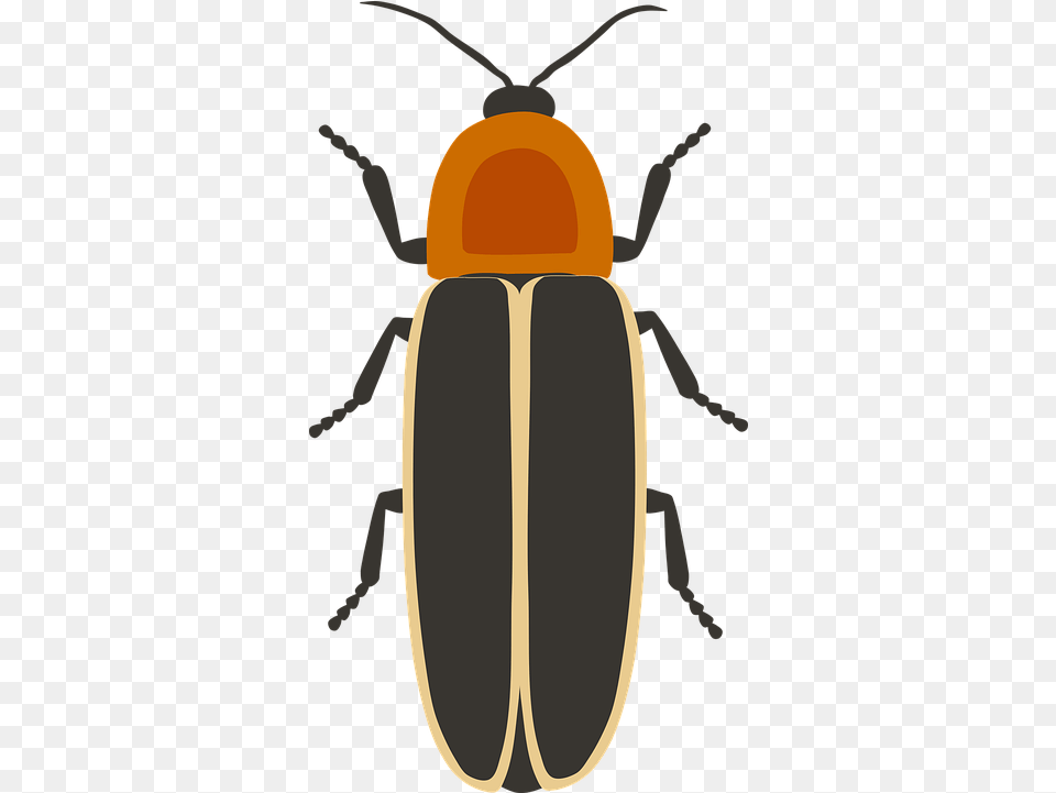 Firefly Lighting Beetle Vector Graphic On Pixabay Gambar Kolase Kunang Kunang, Animal, Invertebrate, Insect, Grass Free Transparent Png