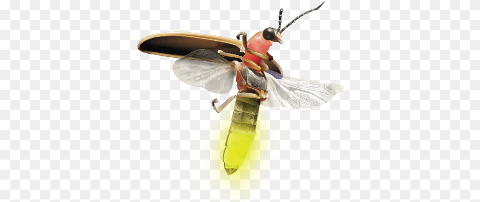 Firefly Logo Insects, Animal, Insect, Invertebrate, Appliance Free Transparent Png