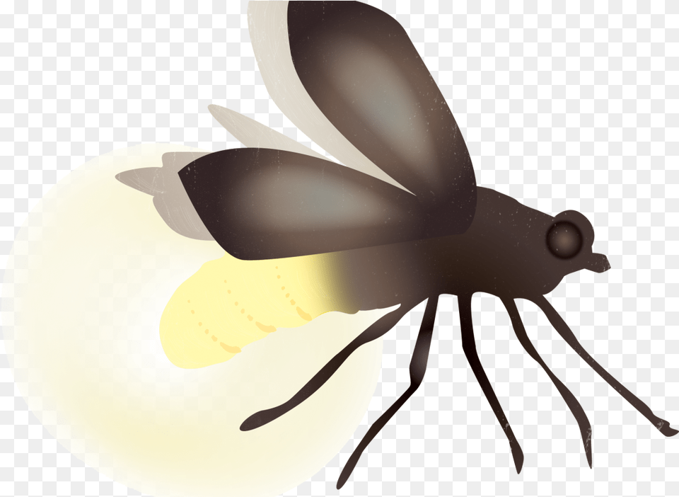 Firefly Animal, Bee, Insect, Invertebrate Free Transparent Png