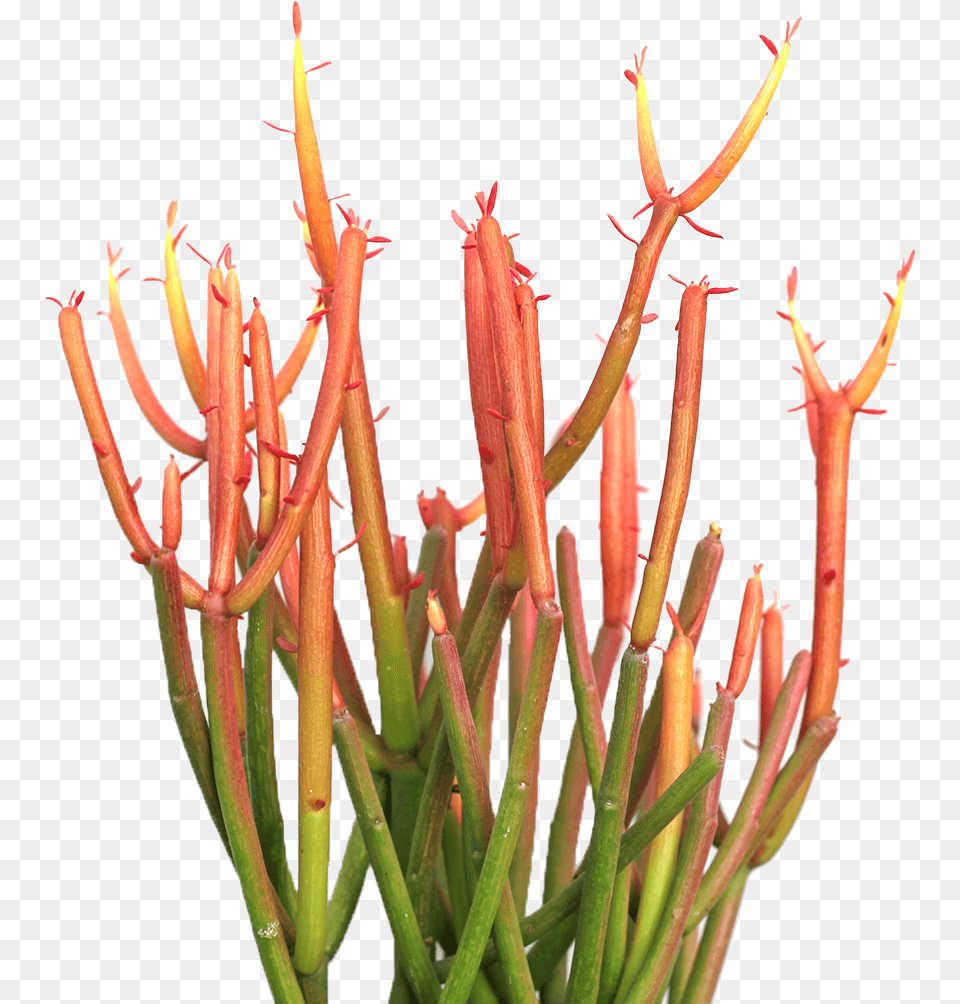Firesticks Plant, Flower, Aloe Free Transparent Png