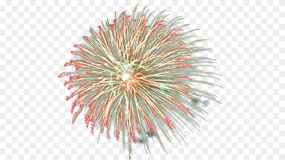 Fireworks 24 Transparency Fuochi, Plant Png
