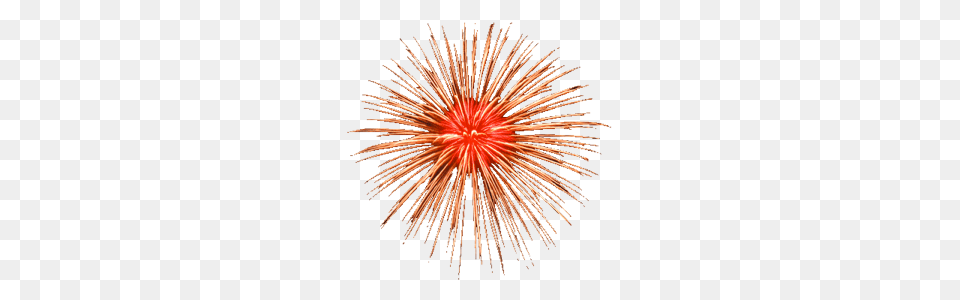 Fireworks, Plant Free Transparent Png