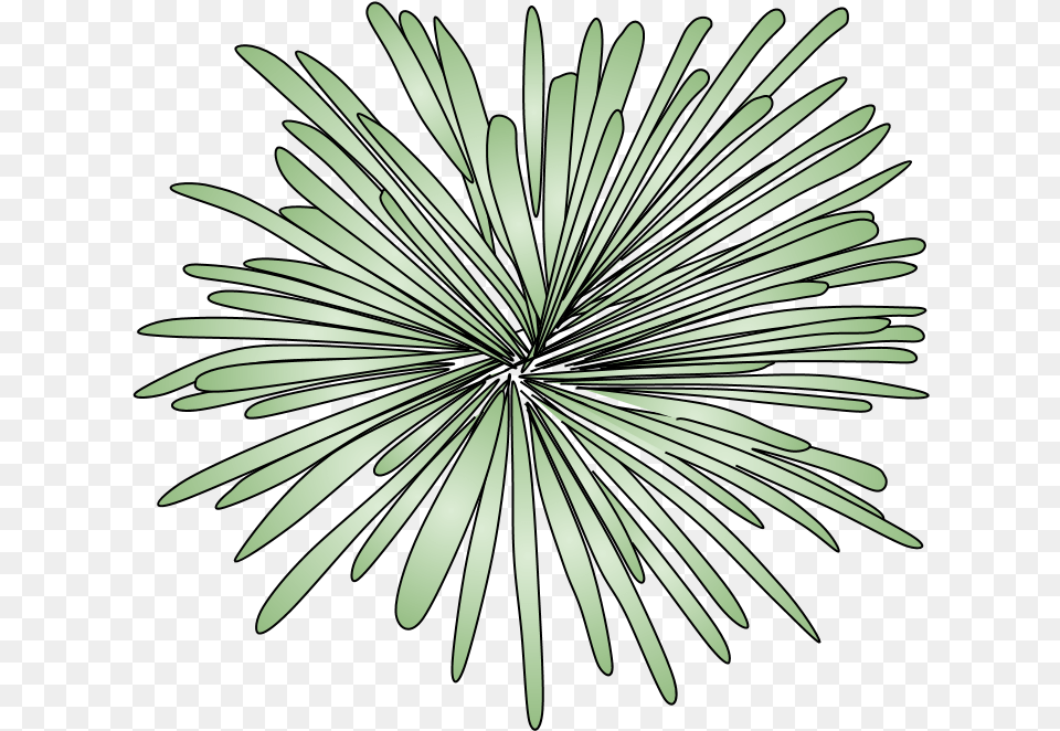Fireworks Burst Style 2 Green Portable Network Graphics, Daisy, Flower, Plant, Art Free Transparent Png