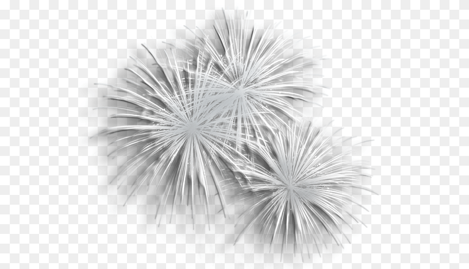 Fireworks Clipart White Background Transparent Background White Fireworks, Plant Free Png