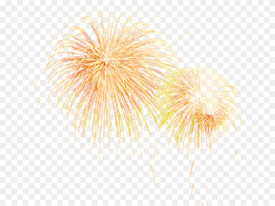 Fireworks Firework Fireworks, Plant Png Image