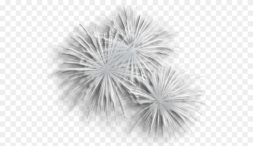 Fireworks Picture Silver Fireworks Transparent Background, Plant Free Png