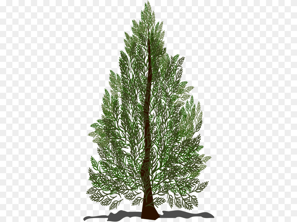 Firpine Familyplant Puno Ng Pino Clipart, Conifer, Plant, Tree, Green Free Png Download