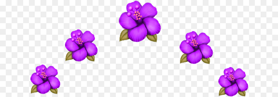 First Hand Blow Dryer, Flower, Geranium, Plant, Purple Png