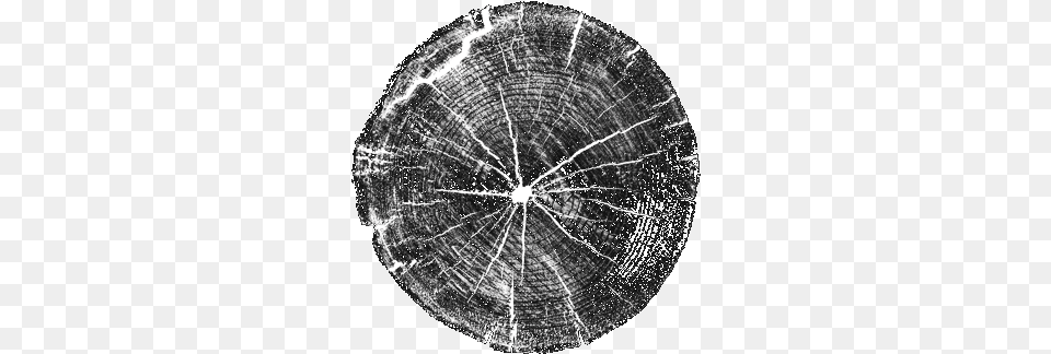 First Inner City Aerial Adventure Park Circle, Plant, Tree, Tree Stump, Astronomy Png
