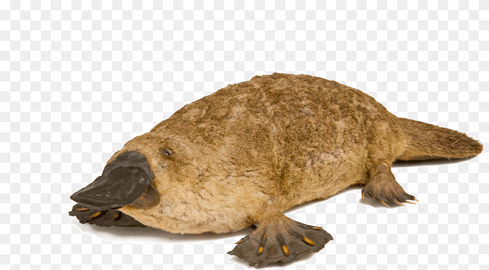 First Taxidermied Platypus, Animal, Mammal, Bear, Wildlife Free Transparent Png