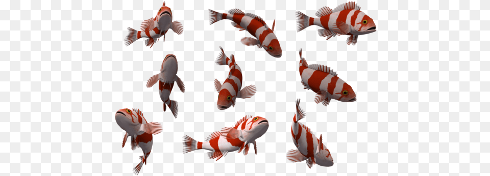 Fish 10 Fish, Animal, Sea Life, Carp, Koi Free Transparent Png