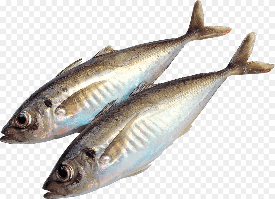 Fish, Animal, Sea Life, Herring, Tuna Png