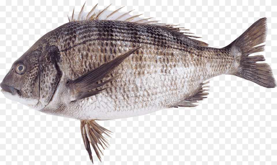 Fish Png Image