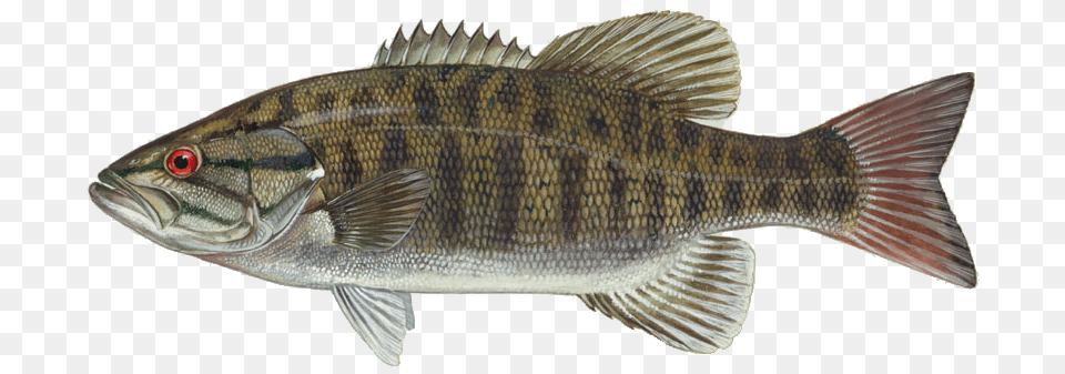 Fish, Animal, Sea Life, Perch Png