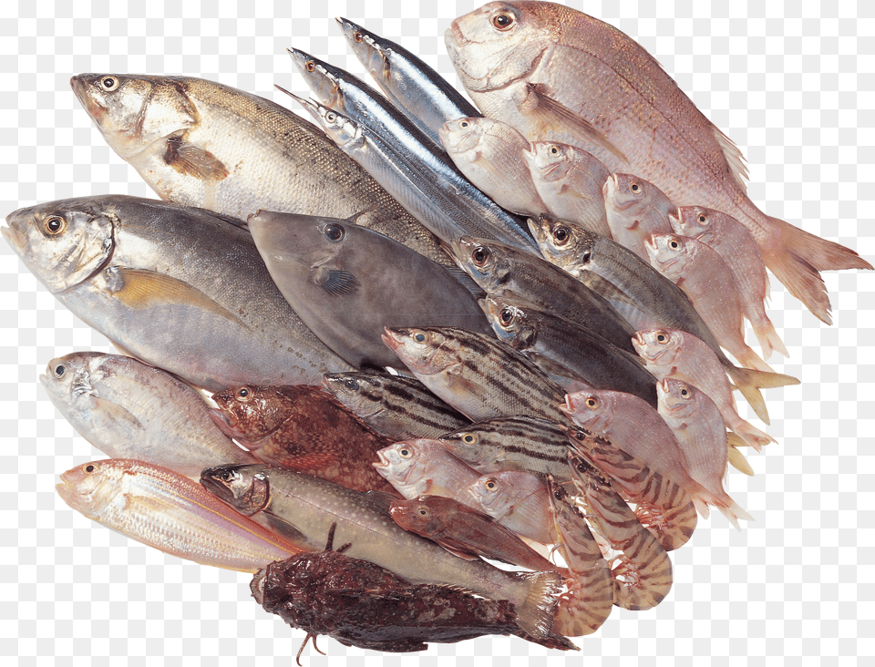 Fish Free Png Download