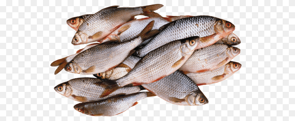 Fish, Animal, Herring, Sea Life, Food Png