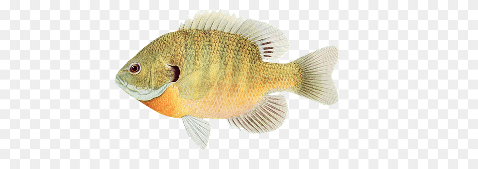 Fish Animal, Sea Life, Perch Free Png