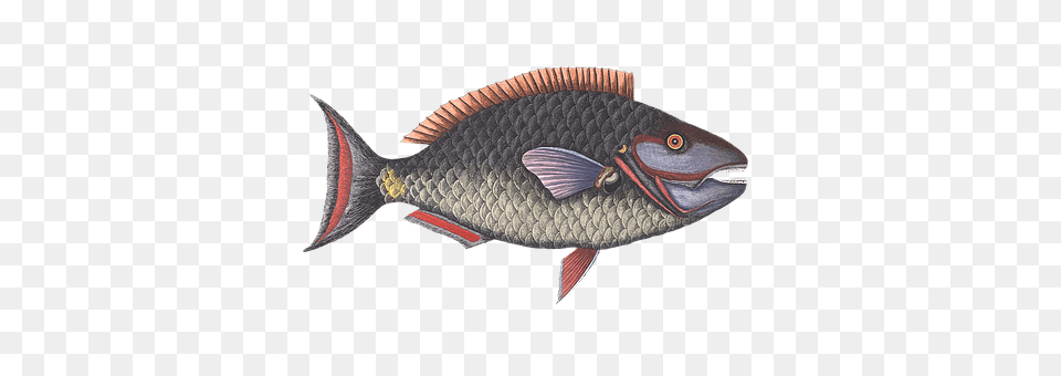 Fish Animal, Sea Life, Carp Png