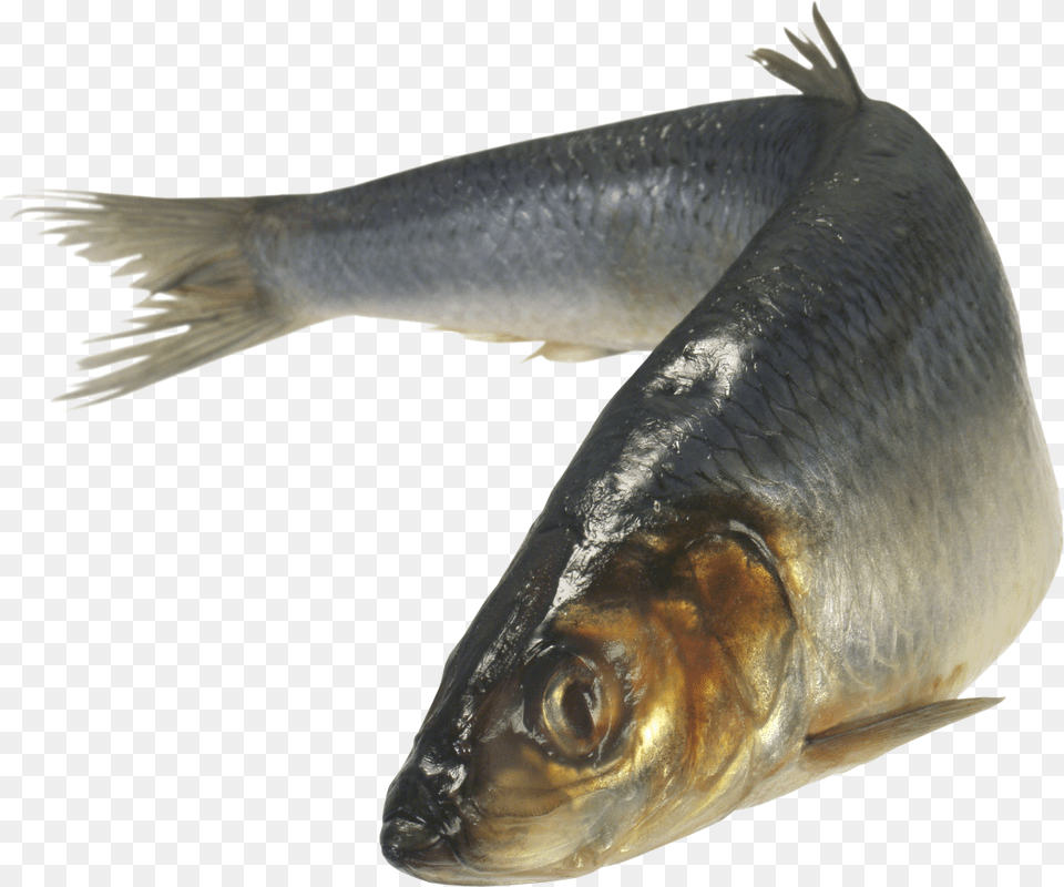 Fish, Animal, Herring, Sea Life, Sardine Free Transparent Png