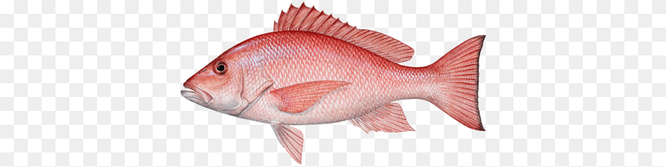 Fish, Animal, Sea Life, Food, Mullet Fish Free Png