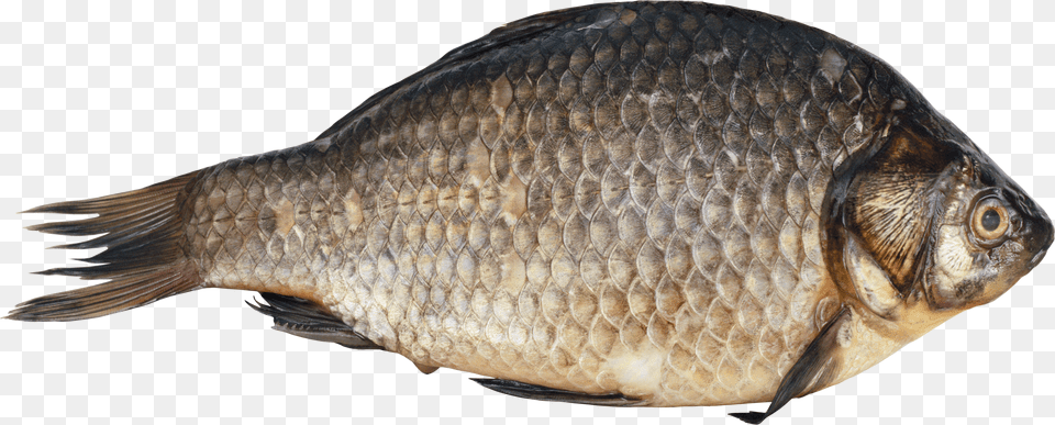 Fish, Animal, Sea Life, Carp Png