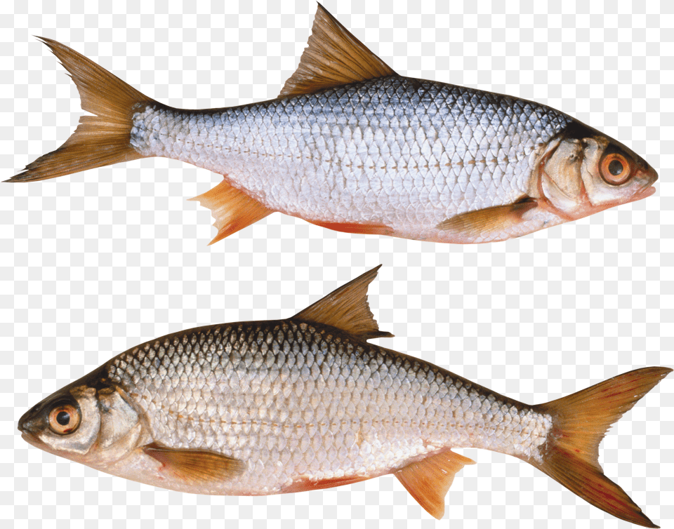 Fish Png Image