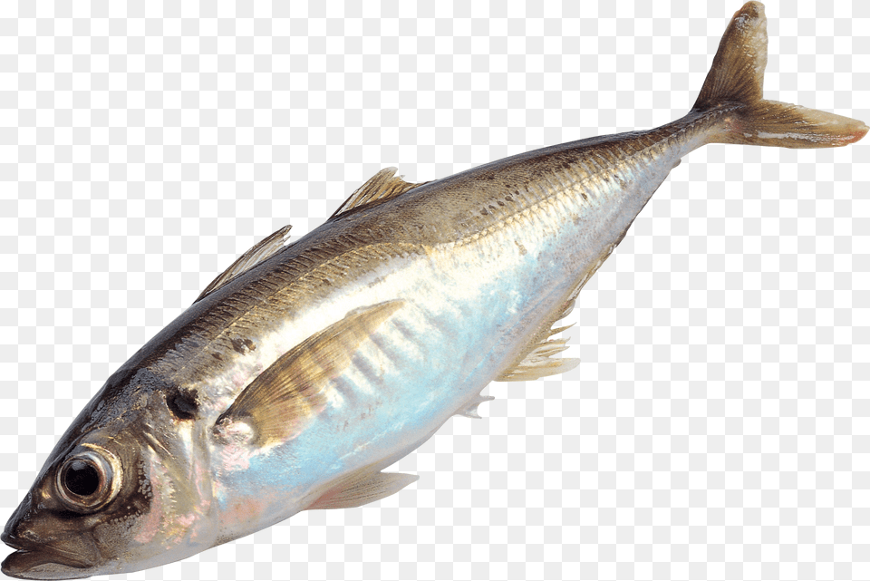 Fish, Animal, Sea Life, Herring, Tuna Png