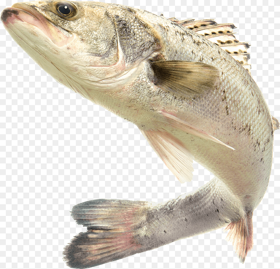 Fish Png Image