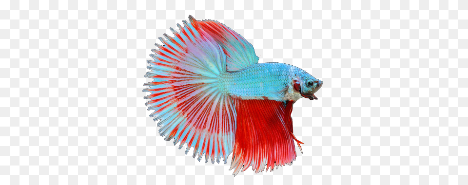 Fish, Animal, Sea Life Free Transparent Png