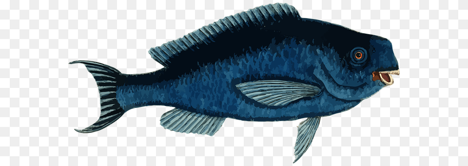 Fish Animal, Sea Life, Carp Png