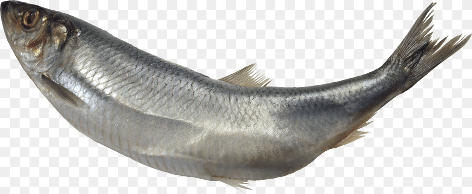 Fish Free Transparent Png