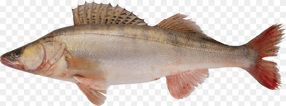 Fish, Graduation, People, Person, Tape Free Transparent Png