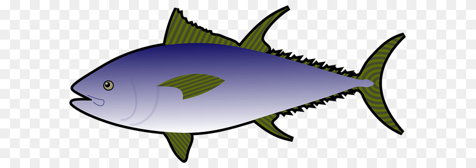 Fish Animal, Bonito, Sea Life, Tuna Png Image