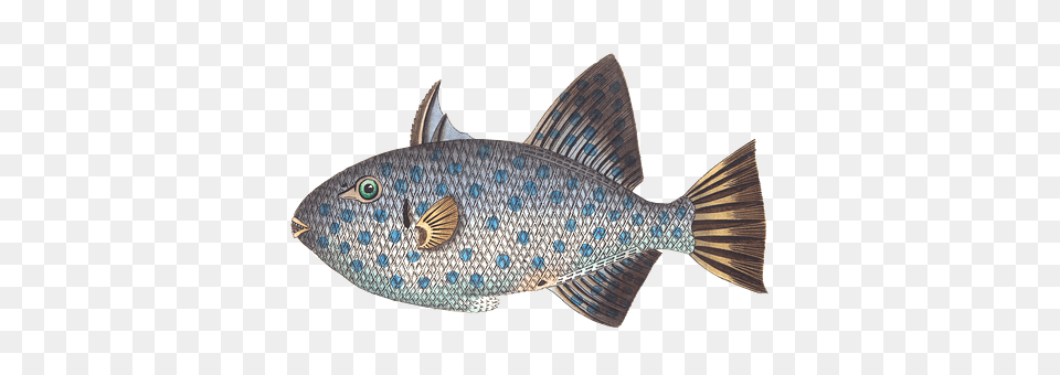 Fish Animal, Sea Life Png