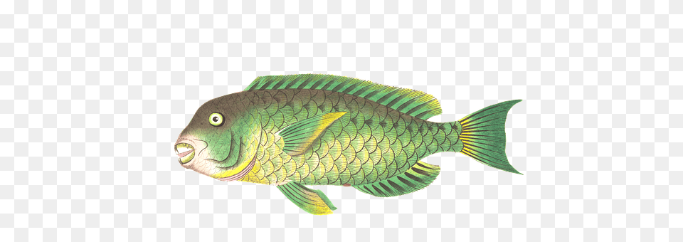 Fish Animal, Sea Life Png