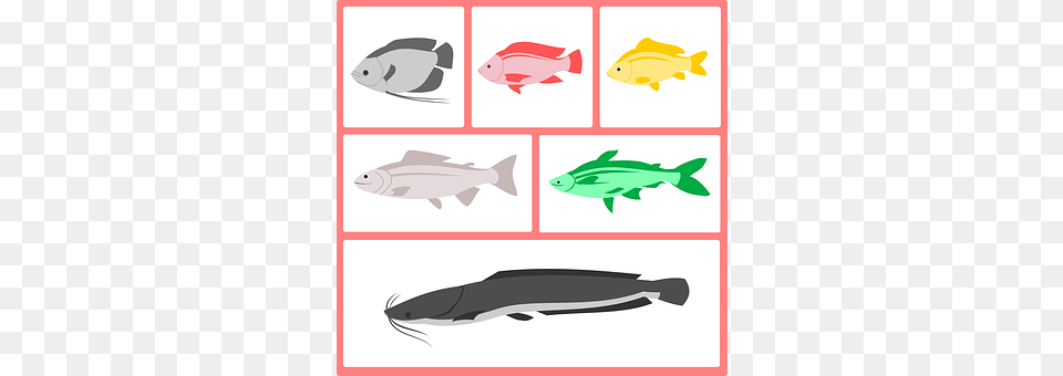 Fish Animal, Sea Life, Reptile, Turtle Png