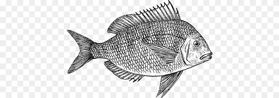 Fish Gray Free Transparent Png