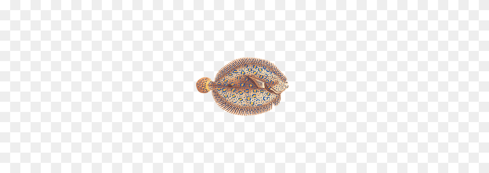 Fish Animal, Sea Life, Halibut Png