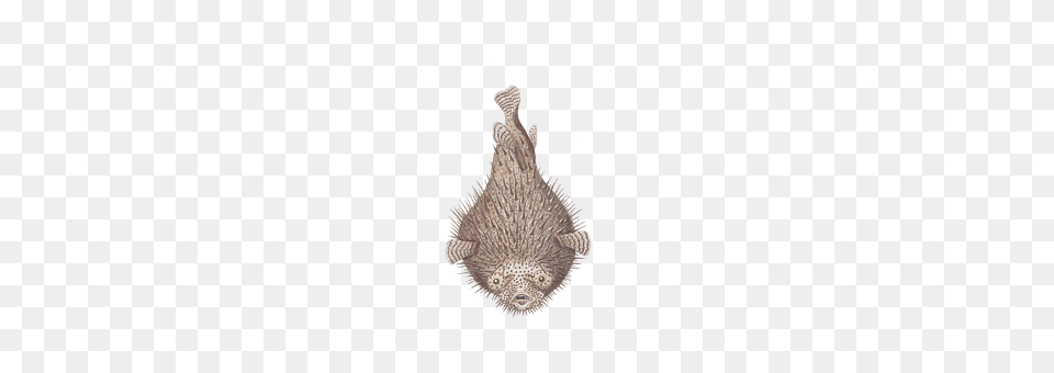 Fish Animal, Sea Life, Mammal Free Png