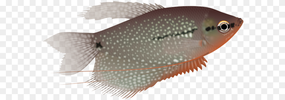 Fish Animal, Sea Life, Shark, Perch Free Transparent Png