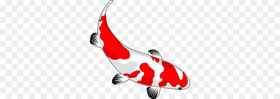 Fish Animal, Carp, Koi, Sea Life Free Png