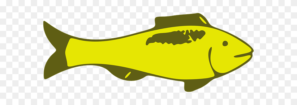 Fish Animal, Sea Life, Carp Free Png